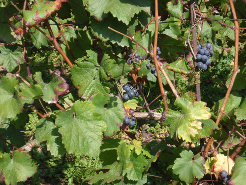 Grapes: Probably Dornfelder.
